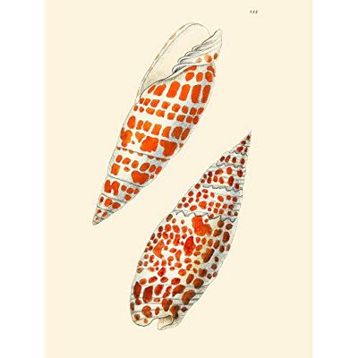 Fine Art Prints Seashell Orange Spotted Conical Large Wall Art Print Canvas Premium Poster Fine Art Prints Seashell Orange Spotted Conical Large Wall Art Print Canvas Premium Poster
