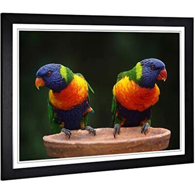 Big Box Art Framed Print of Rainbow Lorikeet Parrot Birds Design Wall Art Picture Home Decor for Kitchen, Living, Dining Room, Bedroom, Hallway, Office, Black, A2 / 24.5x18 Inch / 62x45cm Big Box Art Framed Print of Rainbow Lorikeet Parrot Birds Design Wall Art Picture Home Decor for Kitchen, Living, Dining Room, Bedroom, Hallway, Office, Black, A2 / 24.5x18 Inch / 62x45cm