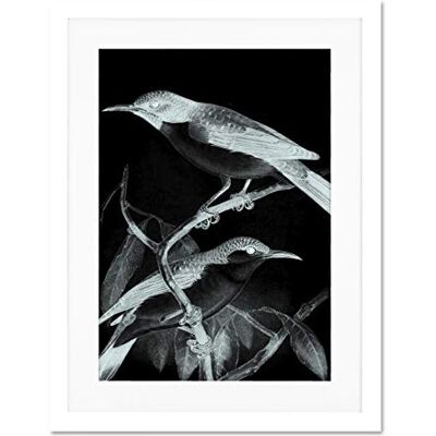 Wee Blue Coo Birds Illustration Night Large Framed Art Print Wall Poster 18x24 inch Wee Blue Coo Birds Illustration Night Large Framed Art Print Wall Poster 18x24 inch
