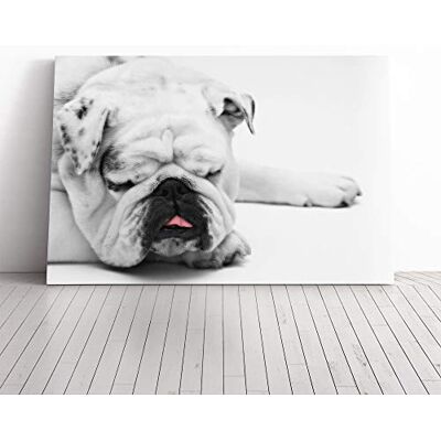 Big Box Art White British Bulldog Dog (1) Canvas Print Gallery Wrapped 30mm Frame Wall Art 20x14 inches Ready to Hang Modern Animals Picture Living Room Bedroom Lounge Office Big Box Art White British Bulldog Dog (1) Canvas Print Gallery Wrapped 30mm Frame Wall Art 20x14 inches Ready to Hang Modern Animals Picture Living Room Bedroom Lounge Office