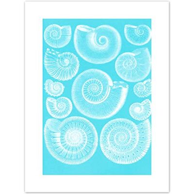 Fine Art Prints Fossil Sea Ammonites Blue Art Print Canvas Premium Wall Decor Poster Fine Art Prints Fossil Sea Ammonites Blue Art Print Canvas Premium Wall Decor Poster