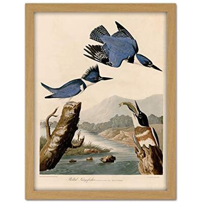 Artery8 Audubon Birds America Belted Kingfisher Artwork Framed Wall Art Print 18X24 Inch Artery8 Audubon Birds America Belted Kingfisher Artwork Framed Wall Art Print 18X24 Inch