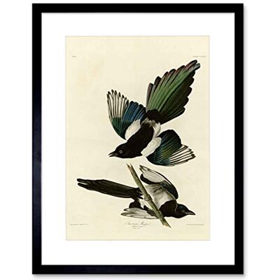 Wee Blue Coo Painting Book Page Birds America Audubon American Magpie Framed Wall Art Print Wee Blue Coo Painting Book Page Birds America Audubon American Magpie Framed Wall Art Print