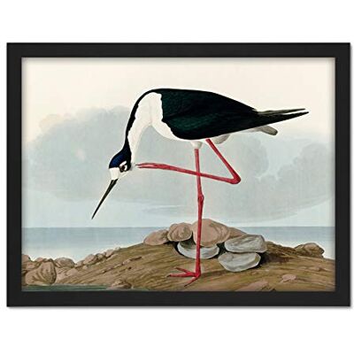 Artery8 Audubon Birds Long Leg Avocet Painting Artwork Framed Wall Art Print 18X24 Inch Artery8 Audubon Birds Long Leg Avocet Painting Artwork Framed Wall Art Print 18X24 Inch