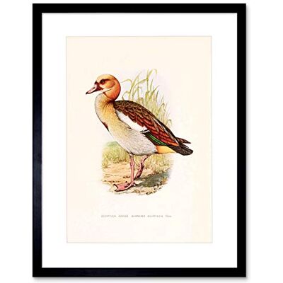 Wee Blue Coo Painting Birds South Africa Horsbrugh Egyptian Goose Framed Wall Art Print Wee Blue Coo Painting Birds South Africa Horsbrugh Egyptian Goose Framed Wall Art Print