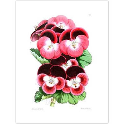 Fine Art Prints Flower Pansy Pink Art Print Canvas Premium Wall Decor Poster Fine Art Prints Flower Pansy Pink Art Print Canvas Premium Wall Decor Poster