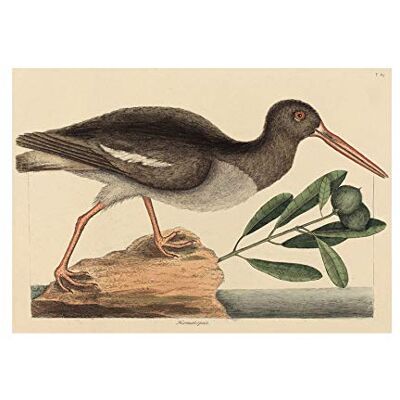 Wee Blue Coo Painting Nature Bird Catesby Oyster Catcher Wall Art Print Wee Blue Coo Painting Nature Bird Catesby Oyster Catcher Wall Art Print