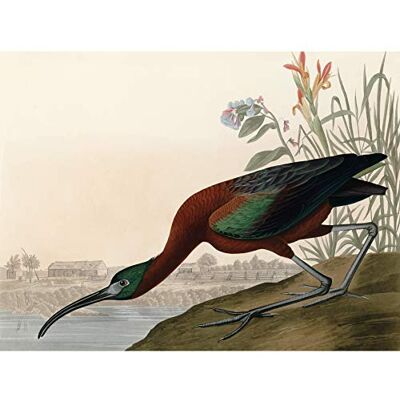 Artery8 Audubon Birds Glossy Ibis Painting Premium Wall Art Canvas Print 18X24 Inch Artery8 Audubon Birds Glossy Ibis Painting Premium Wall Art Canvas Print 18X24 Inch