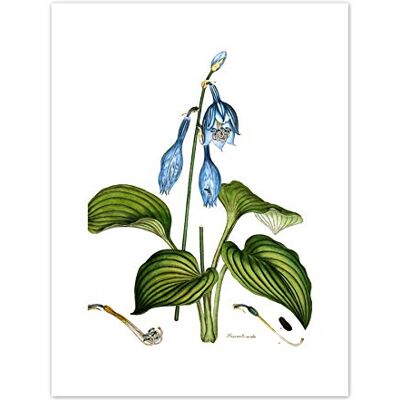 Fine Art Prints Flower Blue Day Lily Hemerocallis Caerulea Art Print Canvas Premium Wall Decor Poster Fine Art Prints Flower Blue Day Lily Hemerocallis Caerulea Art Print Canvas Premium Wall Decor Poster