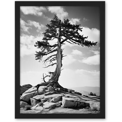 Artery8 Weathered Jeffrey Pine Standing on a Rocky Hill Black and White Photograph Lone Tree Artwork Framed Wall Art Print 18X24 Inch Artery8 Weathered Jeffrey Pine Standing on a Rocky Hill Black and White Photograph Lone Tree Artwork Framed Wall Art Print 18X24 Inch