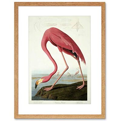 The Art Stop Wee Blue Coo Painting Nature Audubon American Flamingo Framed Print Picture F12X402 The Art Stop Wee Blue Coo Painting Nature Audubon American Flamingo Framed Print Picture F12X402