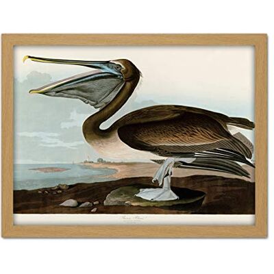 Artery8 Audubon Birds Pelican Brown Painting Artwork Framed Wall Art Print 18X24 Inch Artery8 Audubon Birds Pelican Brown Painting Artwork Framed Wall Art Print 18X24 Inch