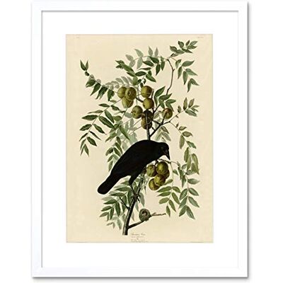 Wee Blue Coo Painting Book Page Birds America Audubon American Crow Framed Wall Art Print Wee Blue Coo Painting Book Page Birds America Audubon American Crow Framed Wall Art Print