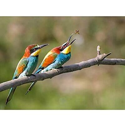 Fine Art Prints Dalous Pair European Bee-eater Birds Nature Photo Unframed Wall Art Print Poster Home Decor Premium Fine Art Prints Dalous Pair European Bee-eater Birds Nature Photo Unframed Wall Art Print Poster Home Decor Premium