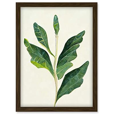 Artery8 - Detail Of Rubber Fig Plant - Brown - Wall Art Artery8 - Detail Of Rubber Fig Plant - Brown - Wall Art