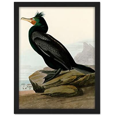 Artery8 Audubon Birds Double Crest Cormorant Painting Artwork Framed Wall Art Print 18X24 Inch Artery8 Audubon Birds Double Crest Cormorant Painting Artwork Framed Wall Art Print 18X24 Inch