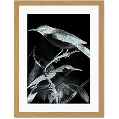 Wee Blue Coo Birds Illustration Night Large Framed Art Print Wall Poster 18x24 inch Wee Blue Coo Birds Illustration Night Large Framed Art Print Wall Poster 18x24 inch