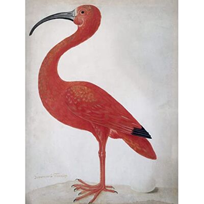 Artery8 Merian Scarlet Ibis With Egg Nature Bird Painting Large XL Wall Art Canvas Print Artery8 Merian Scarlet Ibis With Egg Nature Bird Painting Large XL Wall Art Canvas Print