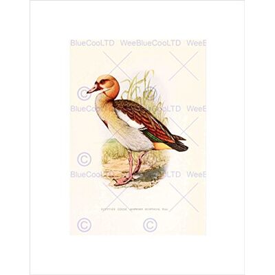 Wee Blue Coo Painting Birds South Africa Horsbrugh Egyptian Goose Wall Art Print Wee Blue Coo Painting Birds South Africa Horsbrugh Egyptian Goose Wall Art Print
