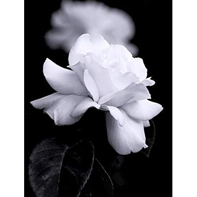 Wee Blue Coo Nature Black White Rose Petal Flower Art Print Poster Wall Decor 12X16 Inch Wee Blue Coo Nature Black White Rose Petal Flower Art Print Poster Wall Decor 12X16 Inch