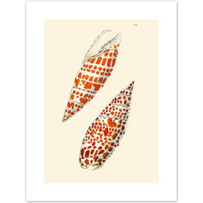 Fine Art Prints Seashell Orange Spotted Conical Art Print Canvas Premium Wall Decor Poster Fine Art Prints Seashell Orange Spotted Conical Art Print Canvas Premium Wall Decor Poster