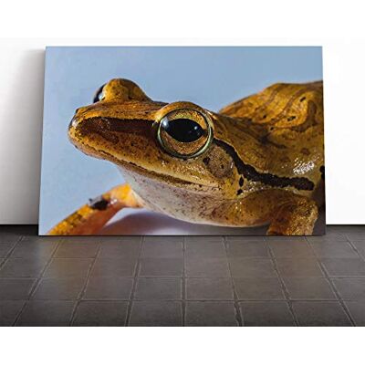 Big Box Art Tree Frog (4) Canvas Print Gallery Wrapped 30mm Frame Wall Art 20x14 inches Ready to Hang Modern Animals Picture Living Room Bedroom Lounge Office Big Box Art Tree Frog (4) Canvas Print Gallery Wrapped 30mm Frame Wall Art 20x14 inches Ready to Hang Modern Animals Picture Living Room Bedroom Lounge Office