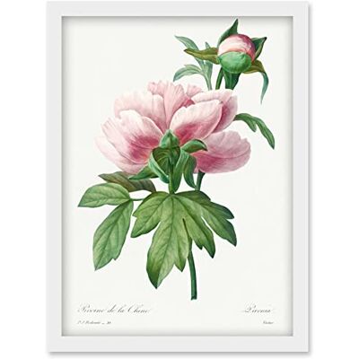 Artery8 - Vintage Peony Bloom - Pale Pink - A4 - Wall Art Print Artery8 - Vintage Peony Bloom - Pale Pink - A4 - Wall Art Print