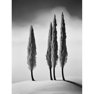 Artery8 Group of Cypress Trees on Snowy Hill Minimalist Black and White Photograph Cypresses in Foggy Winter Landscape Extra Large XL Wall Art Poster Print Artery8 Group of Cypress Trees on Snowy Hill Minimalist Black and White Photograph Cypresses in Foggy Winter Landscape Extra Large XL Wall Art Poster Print