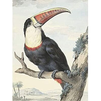 Artery8 Schouman Red-Billed Toucan Bird Painting Art Print Canvas Premium Wall Decor Poster Mural Artery8 Schouman Red-Billed Toucan Bird Painting Art Print Canvas Premium Wall Decor Poster Mural
