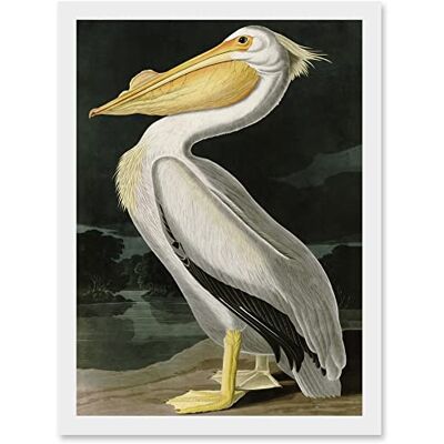 Artery8 - Audubon Birds White Pelican - White - A4 - Wall Art Artery8 - Audubon Birds White Pelican - White - A4 - Wall Art