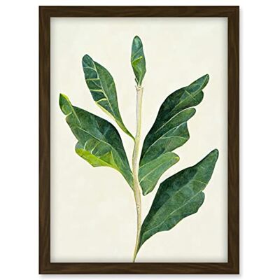Doppelganger33 LTD Detail Of Rubber Fig Plant Botanical Illustration Artwork Framed A3 Wall Art Print Doppelganger33 LTD Detail Of Rubber Fig Plant Botanical Illustration Artwork Framed A3 Wall Art Print