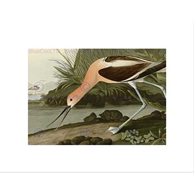 Wee Blue Coo Painting Book Page Birds America Audubon American Avocet Wall Art Print Wee Blue Coo Painting Book Page Birds America Audubon American Avocet Wall Art Print