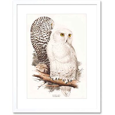 Wee Blue Coo Painting Birds Gould Lear Snowy Owl Pair Framed Wall Art Print Wee Blue Coo Painting Birds Gould Lear Snowy Owl Pair Framed Wall Art Print