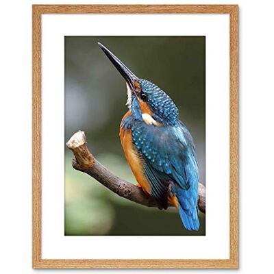 Wee Blue Coo Photo Nature Animal Bird Kingfisher Colourful Framed Wall Art Print Wee Blue Coo Photo Nature Animal Bird Kingfisher Colourful Framed Wall Art Print