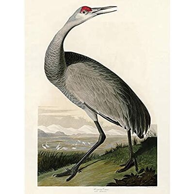 Artery8 Audubon Birds Crane Nature Painting Unframed Wall Art Print Poster Home Decor Premium Artery8 Audubon Birds Crane Nature Painting Unframed Wall Art Print Poster Home Decor Premium