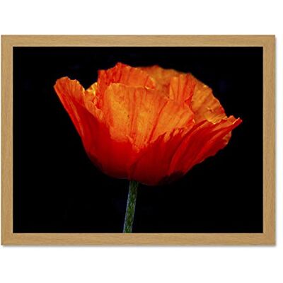 Wee Blue Coo Nature Photo Orange Poppy Flower Petal Plant Large Framed Art Print Poster Wall Decor 18x24 inch Wee Blue Coo Nature Photo Orange Poppy Flower Petal Plant Large Framed Art Print Poster Wall Decor 18x24 inch