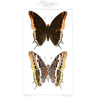 Fine Art Prints Butterflies Black and Brown Pattern Large Wall Art Print Canvas Premium Poster Fine Art Prints Butterflies Black and Brown Pattern Large Wall Art Print Canvas Premium Poster
