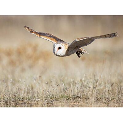 Fine Art Prints Delgado Barn Owl Bird Flight Nature Photo Extra Large XL Wall Art Poster Print Fine Art Prints Delgado Barn Owl Bird Flight Nature Photo Extra Large XL Wall Art Poster Print