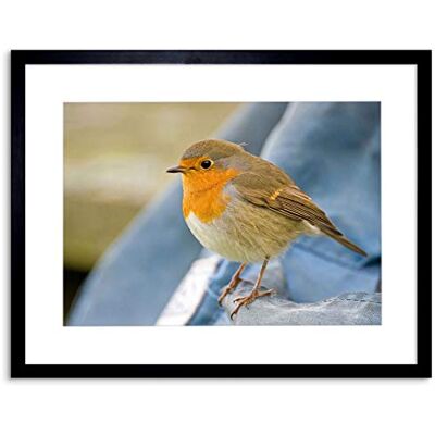 Wee Blue Coo PHOTO NATURE ROBIN BIRD RED BREAST FRAMED PRINT F97X6244 Wee Blue Coo PHOTO NATURE ROBIN BIRD RED BREAST FRAMED PRINT F97X6244