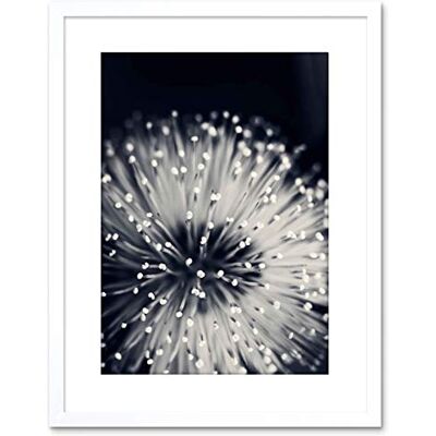 Wee Blue Coo PHOTO NATURE PLANT FLOWER BLACK WHITE BEAUTIFUL HOME FRAMED PRINT F97X4247 Wee Blue Coo PHOTO NATURE PLANT FLOWER BLACK WHITE BEAUTIFUL HOME FRAMED PRINT F97X4247