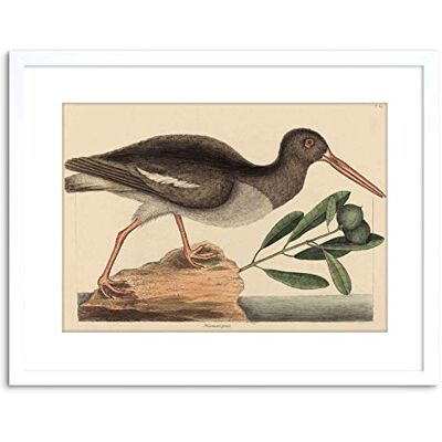 Wee Blue Coo PAINTING NATURE BIRD CATESBY OYSTER CATCHER FRAMED PRINT F97X4010 Wee Blue Coo PAINTING NATURE BIRD CATESBY OYSTER CATCHER FRAMED PRINT F97X4010