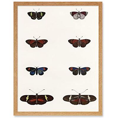 Wee Blue Coo Nature Study Humboldt Butterflies Dark Art Print Framed Poster Wall Decor 12x16 inch Wee Blue Coo Nature Study Humboldt Butterflies Dark Art Print Framed Poster Wall Decor 12x16 inch