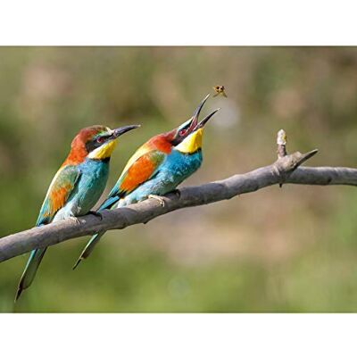 Fine Art Prints Dalous Pair European Bee-eater Birds Nature Photo Premium Wall Art Canvas Print 18X24 Inch Fine Art Prints Dalous Pair European Bee-eater Birds Nature Photo Premium Wall Art Canvas Print 18X24 Inch