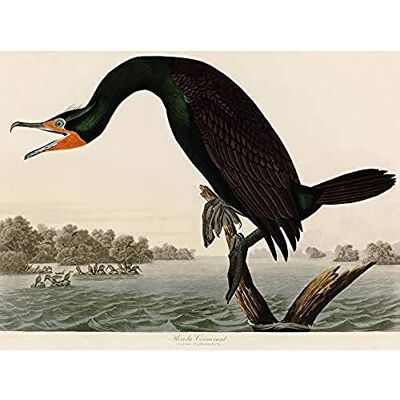 Artery8 Audubon Birds Florida Cormorant Painting Unframed Wall Art Print Poster Home Decor Premium Artery8 Audubon Birds Florida Cormorant Painting Unframed Wall Art Print Poster Home Decor Premium