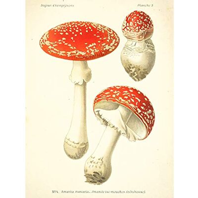 Artery8 Dufour 1891 Mushroom Atlas Fly Agaric Premium Wall Art Canvas Print 18X24 Inch Artery8 Dufour 1891 Mushroom Atlas Fly Agaric Premium Wall Art Canvas Print 18X24 Inch