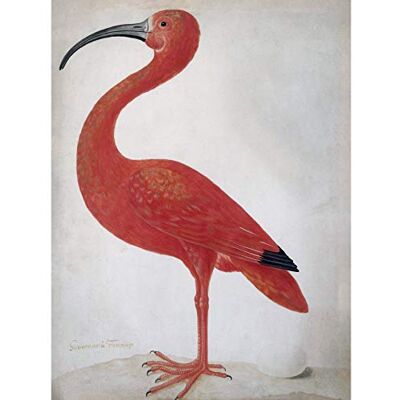 Artery8 Merian Scarlet Ibis With Egg Nature Bird Painting Premium Wall Art Canvas Print 18X24 Inch Artery8 Merian Scarlet Ibis With Egg Nature Bird Painting Premium Wall Art Canvas Print 18X24 Inch