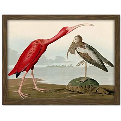 Artery8 Audubon Birds Scarlet Ibis Painting Artwork Framed Wall Art Print 18X24 Inch Artery8 Audubon Birds Scarlet Ibis Painting Artwork Framed Wall Art Print 18X24 Inch