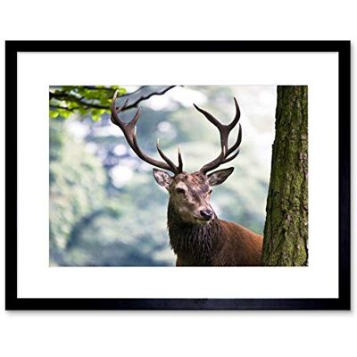 Wee Blue Coo PHOTOGRAPH NATURE ANIMAL PORTRAIT DEER STAG ANTLER FRAMED ART PRINT B12X13672 Wee Blue Coo PHOTOGRAPH NATURE ANIMAL PORTRAIT DEER STAG ANTLER FRAMED ART PRINT B12X13672