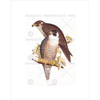 Wee Blue Coo PAINTING BIRDS GOULD LEAR PEREGRINE FALCON PAIR FRAMED ART PRINT B12X12811 Wee Blue Coo PAINTING BIRDS GOULD LEAR PEREGRINE FALCON PAIR FRAMED ART PRINT B12X12811