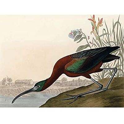 Artery8 Audubon Birds Glossy Ibis Painting Art Print Canvas Premium Wall Decor Poster Mural Artery8 Audubon Birds Glossy Ibis Painting Art Print Canvas Premium Wall Decor Poster Mural